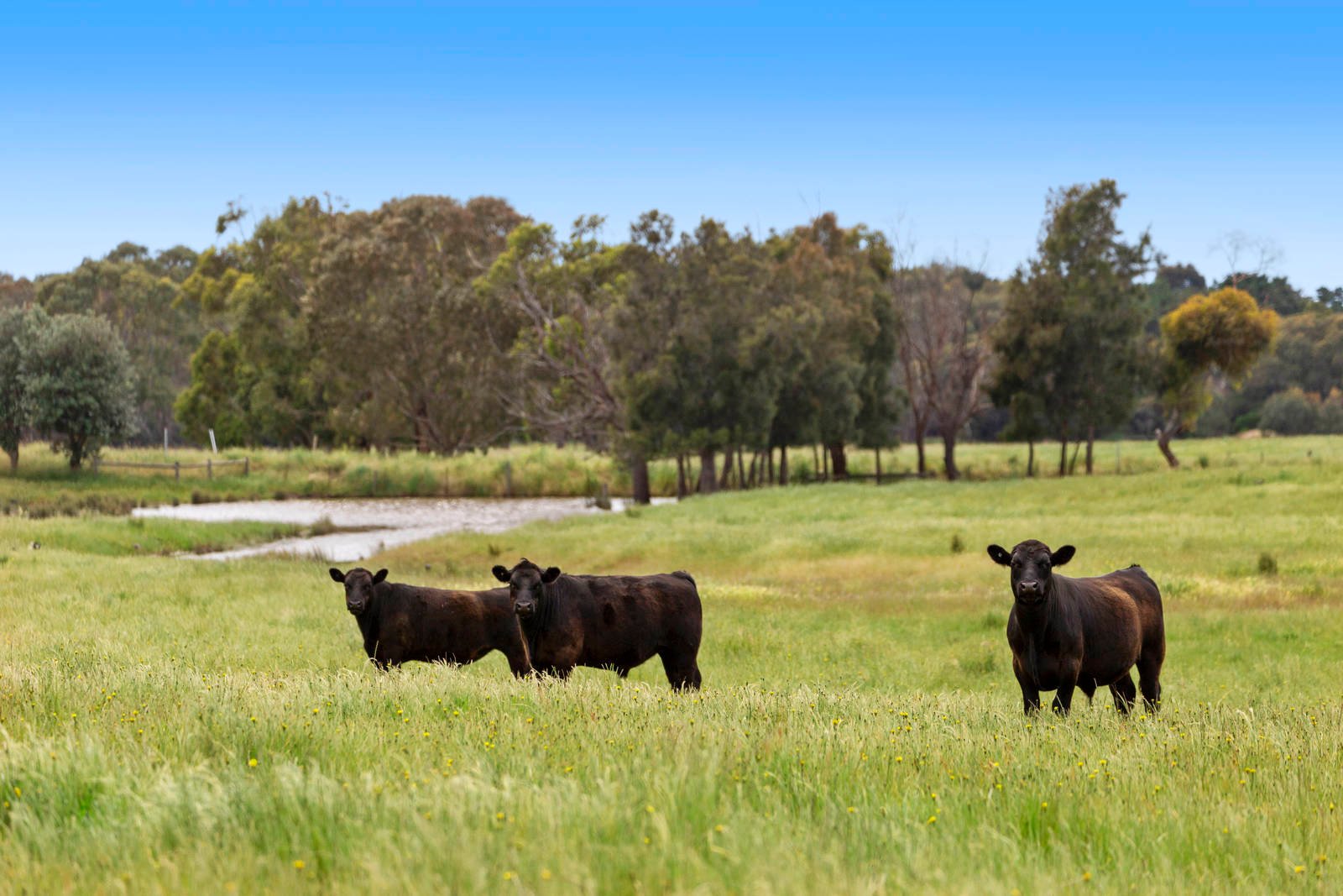 Real Estate and Property in 161-239 Coatsworth Road, Portarlington, VIC