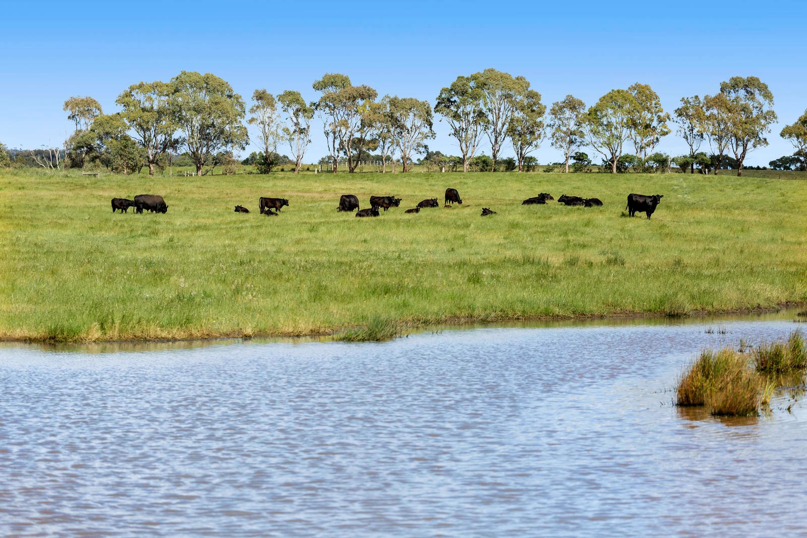 Real Estate and Property in 161-239 Coatsworth Road, Portarlington, VIC