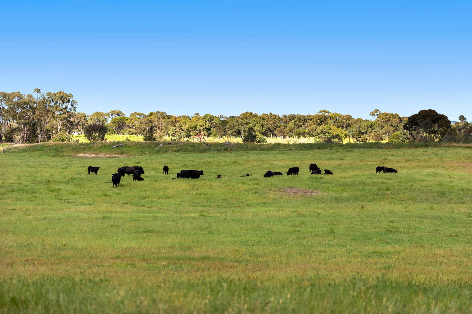 Real Estate and Property in 161-239 Coatsworth Road, Portarlington, VIC