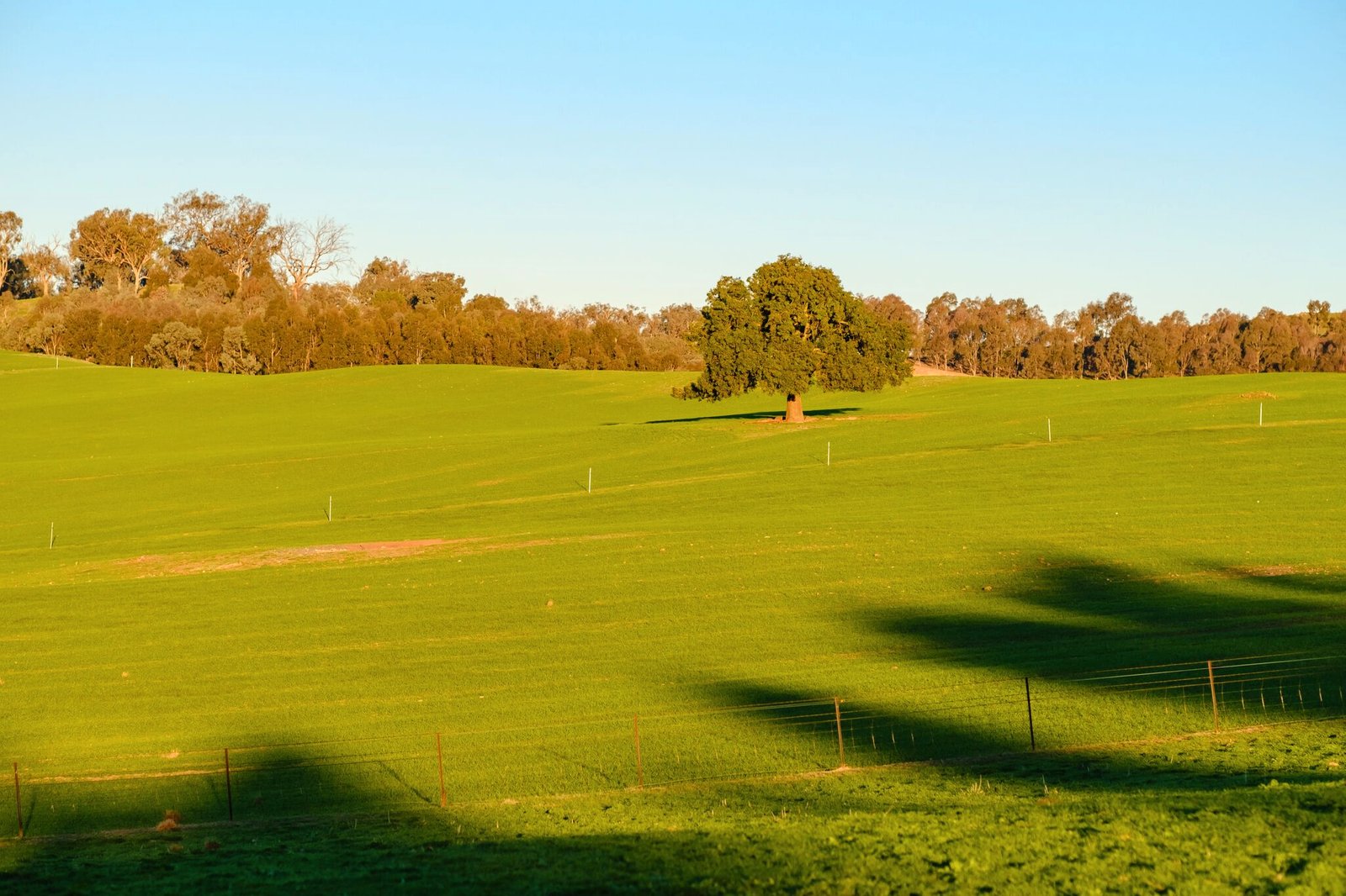 163 Plunkett Road BOWNA 18