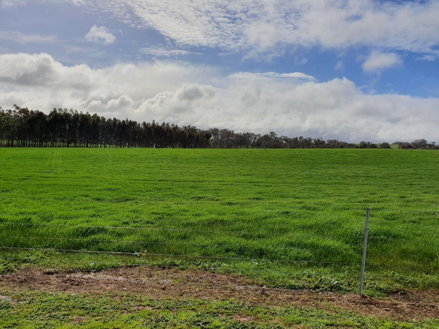 163 Plunkett Road BOWNA 20