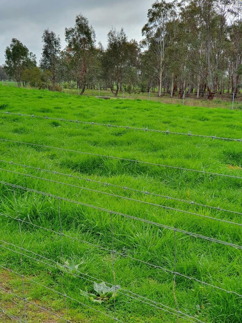 163 Plunkett Road BOWNA 21