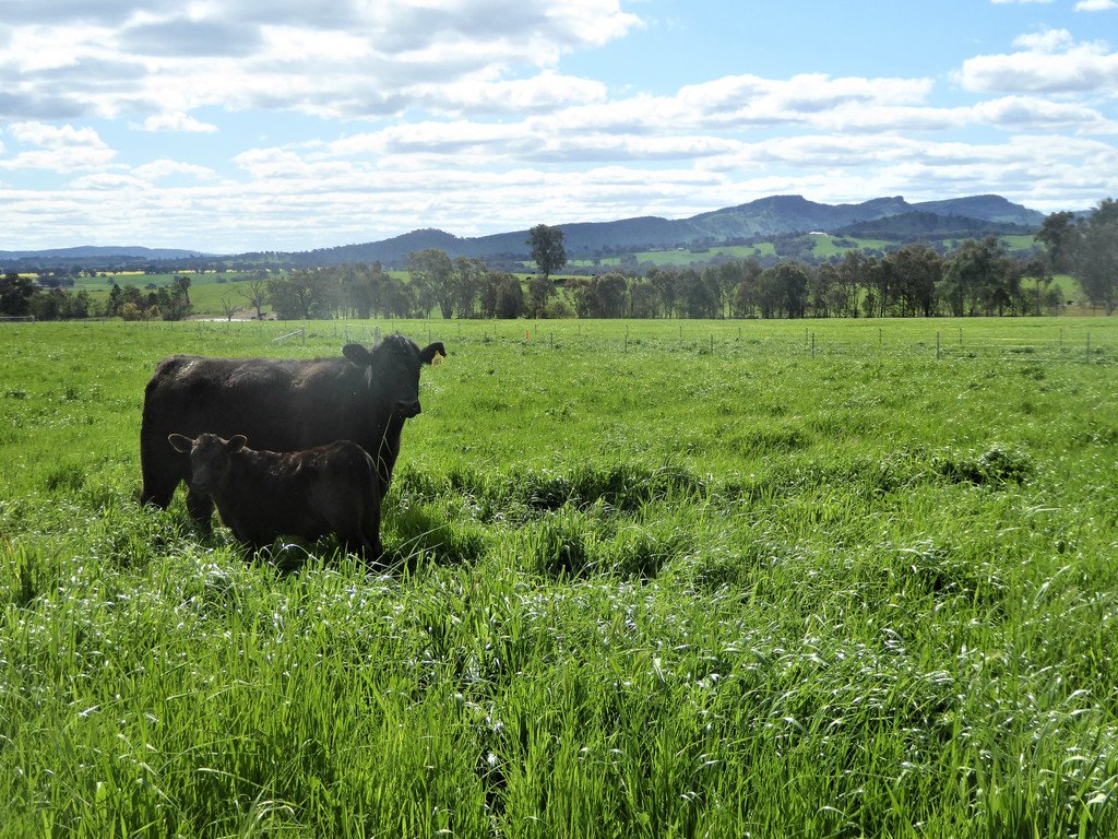 163 Plunkett Road BOWNA 22