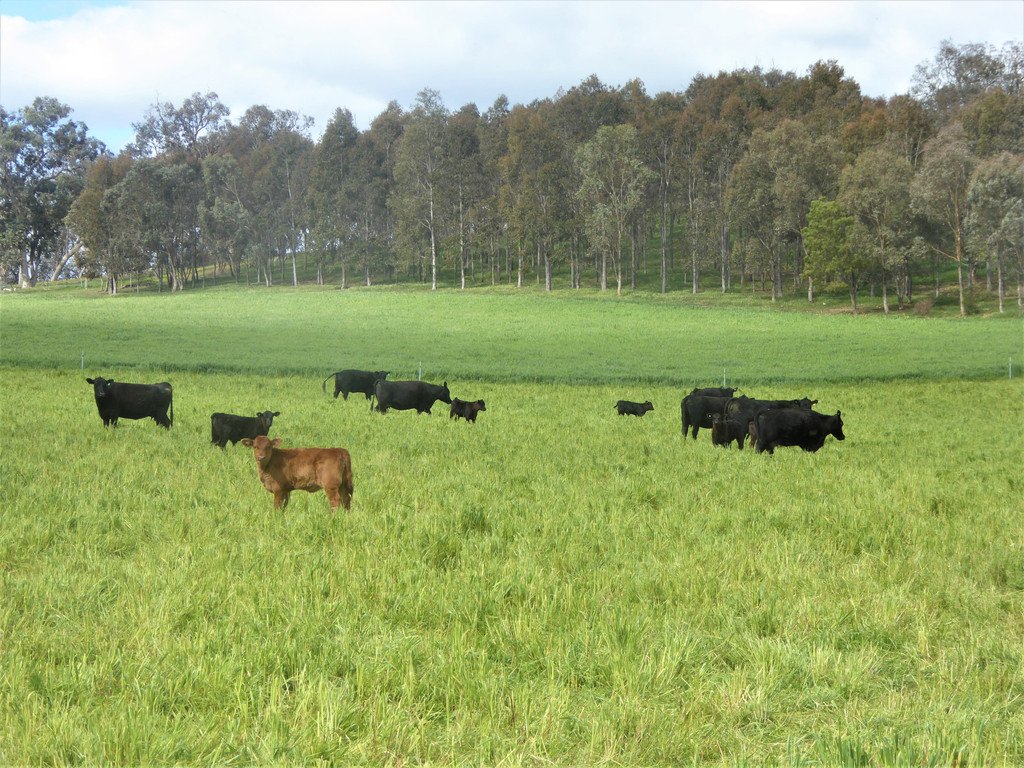 163 Plunkett Road BOWNA 23