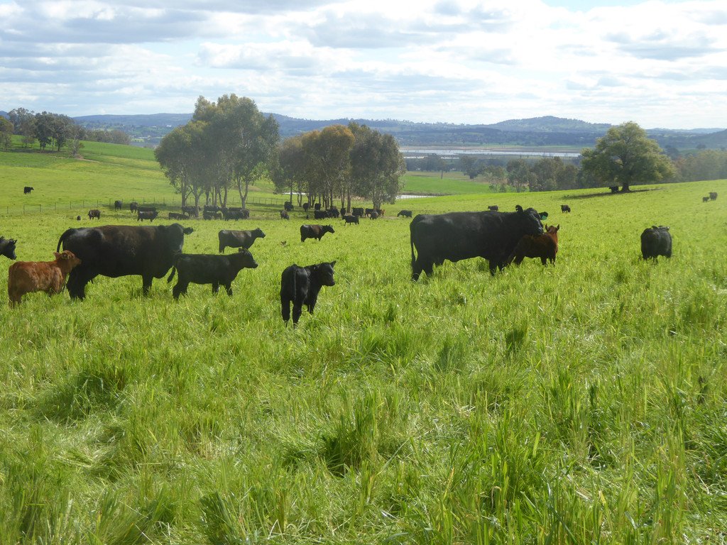 163 Plunkett Road BOWNA 24