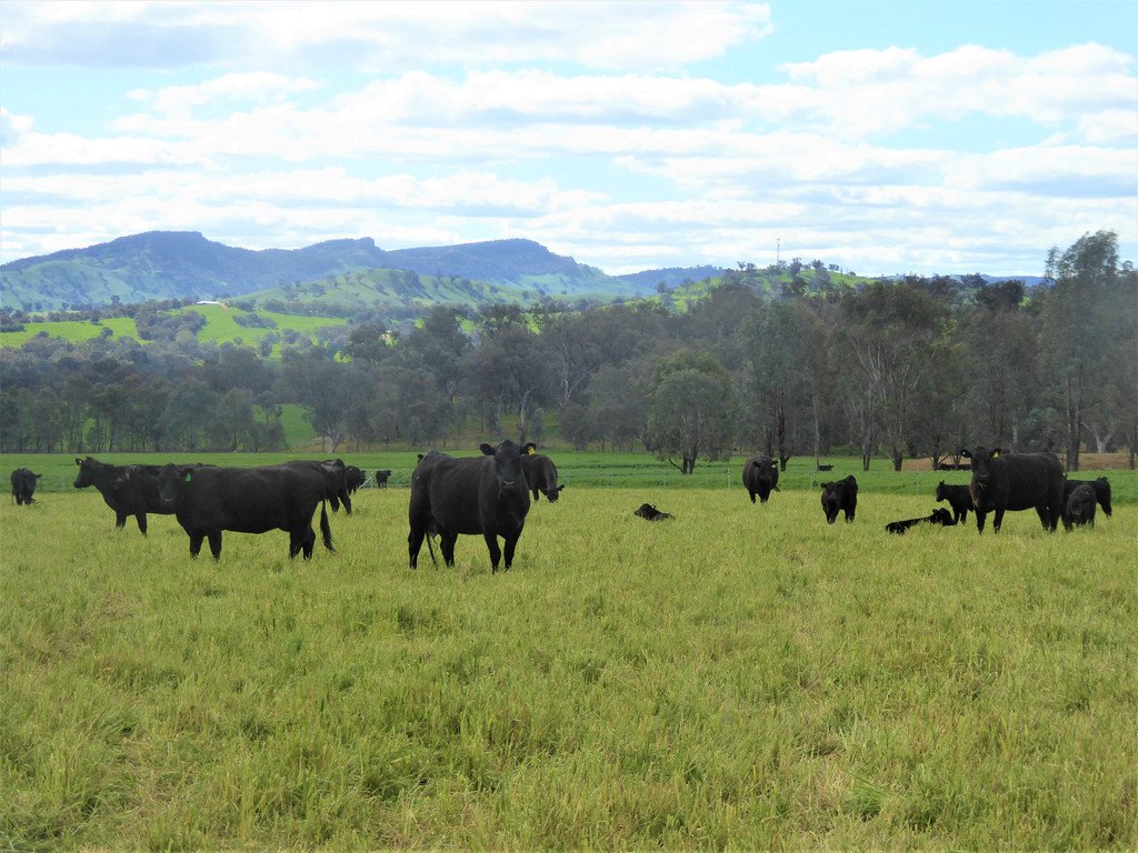 163 Plunkett Road BOWNA 25