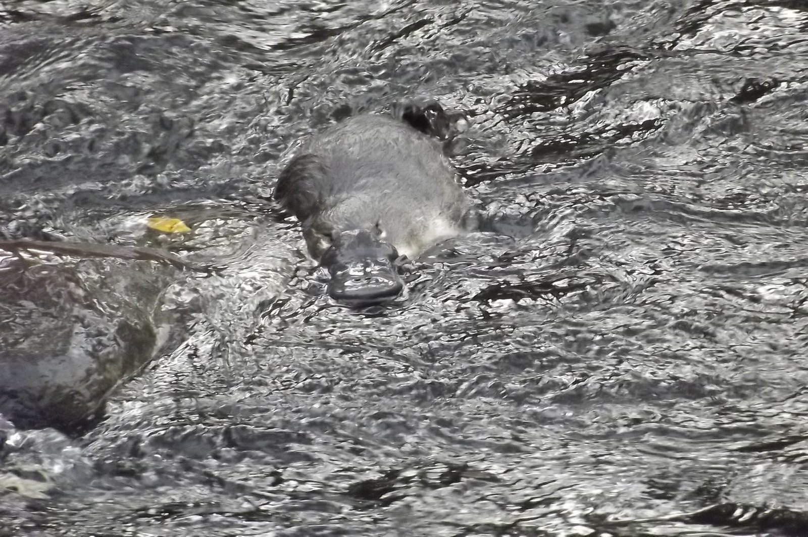 1658 Gordon River Road WESTERWAY 13