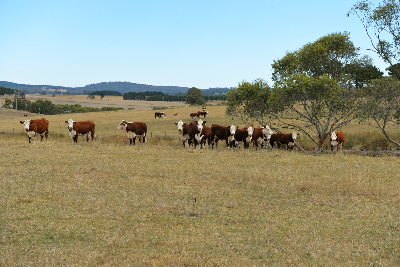 166 Glenroy Lake Road TUMBARUMBA 4