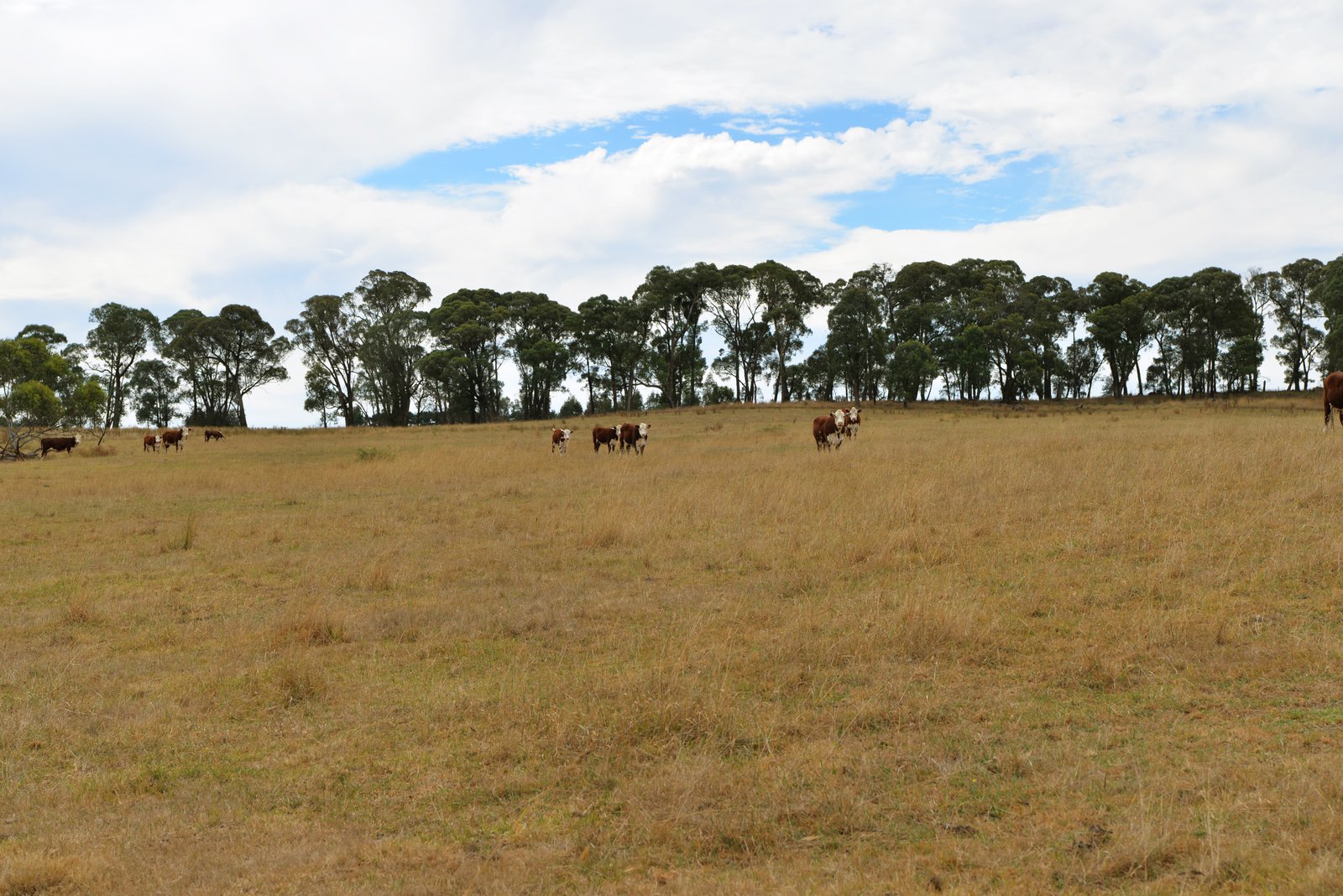 166 Glenroy Lake Road TUMBARUMBA 5