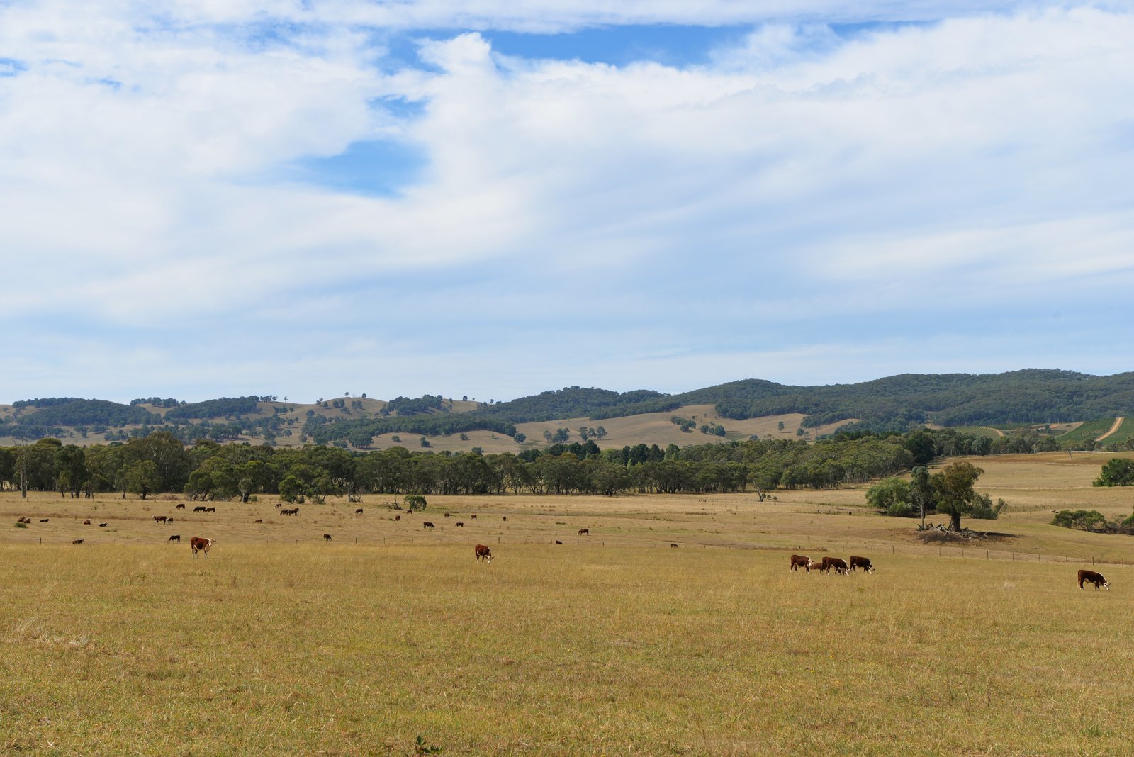 166 Glenroy Lake Road TUMBARUMBA 7