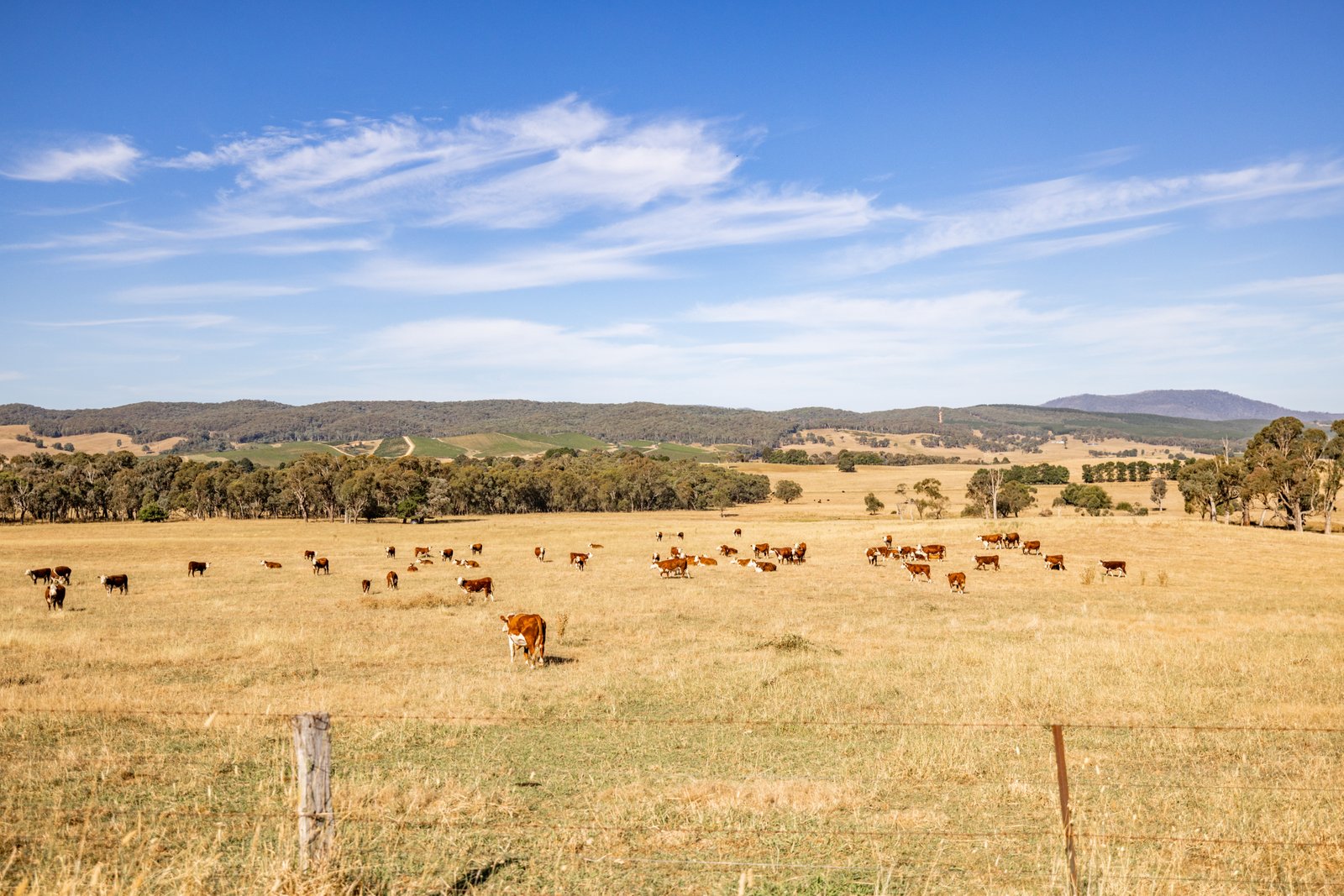 166 Glenroy Lake Road TUMBARUMBA 12