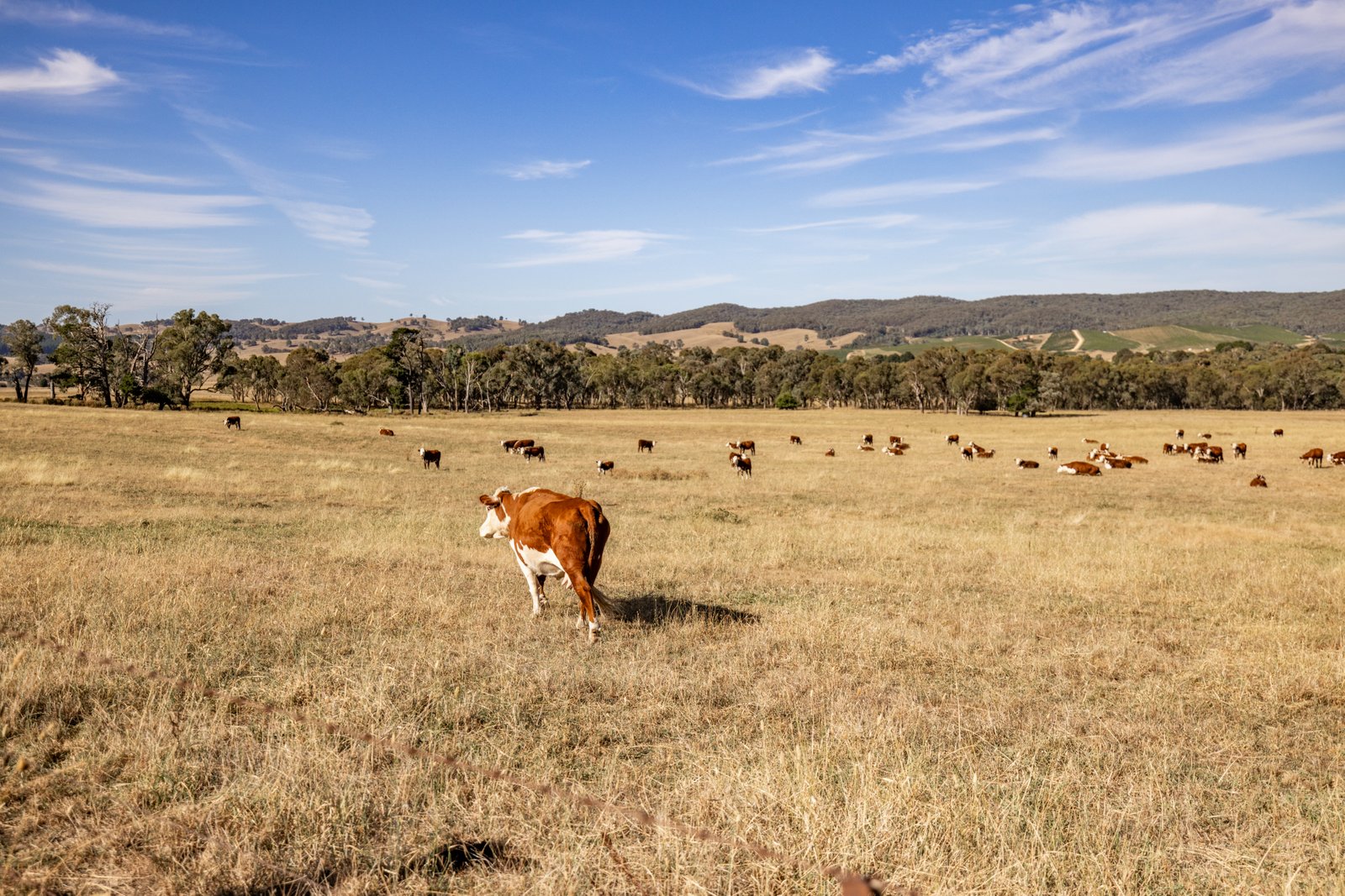 166 Glenroy Lake Road TUMBARUMBA 13