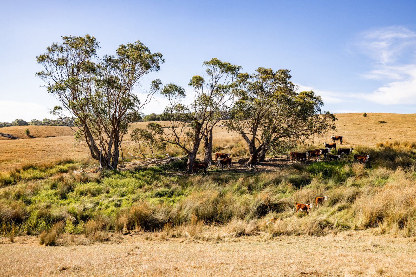 166 Glenroy Lake Road TUMBARUMBA 25