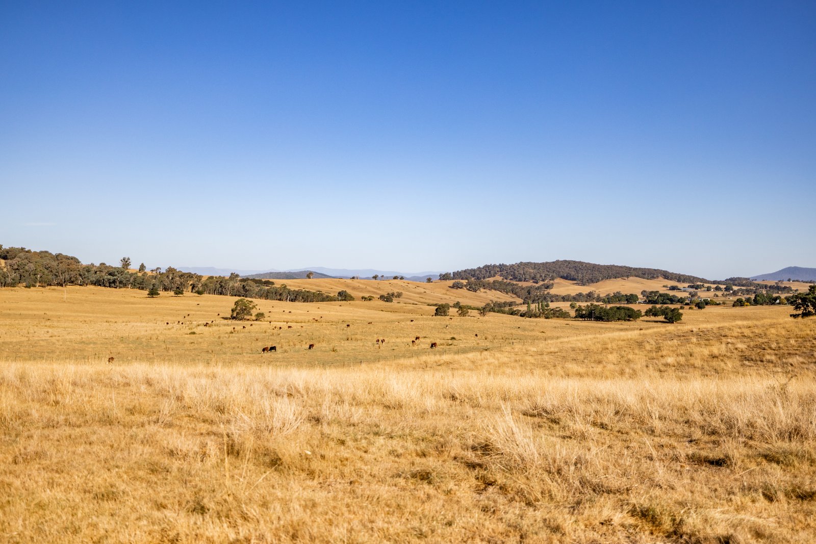 166 Glenroy Lake Road TUMBARUMBA 26