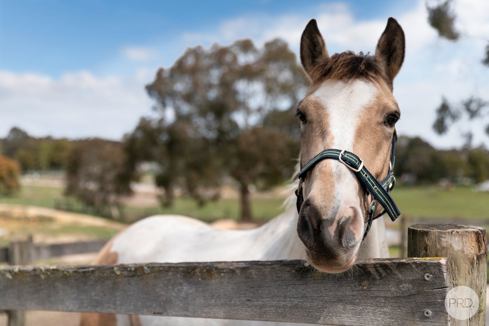 17 Blackwood Court ENFIELD 15