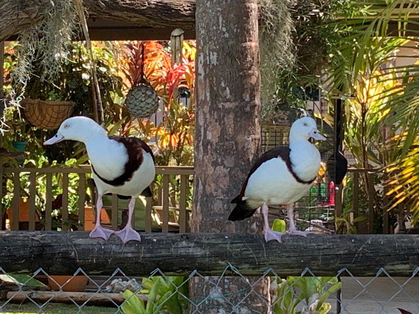 17 Bundesen Avenue MIDGE POINT 21