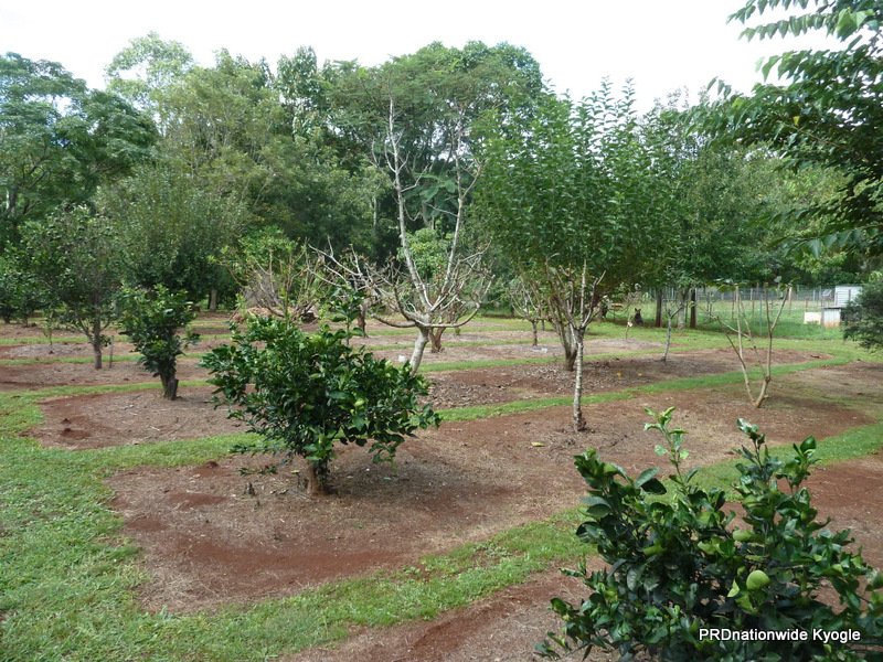 1706 Afterlee Road KYOGLE 21