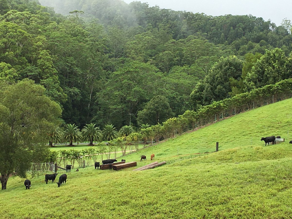 1728 - 1730 Currumbin Creek Road Currumbin Valley 6