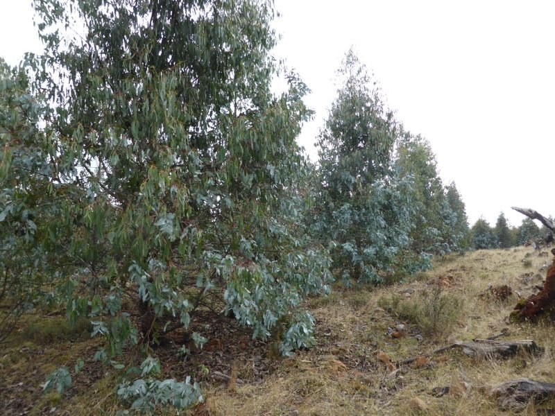 1734 Fourteen Mile Road BRONTE PARK 6