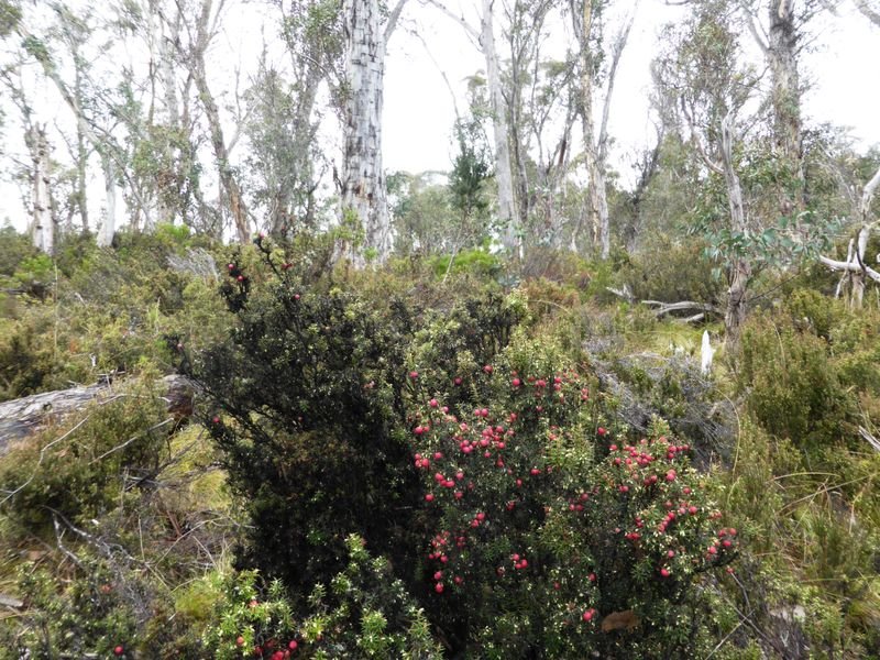 1734 Fourteen Mile Road BRONTE PARK 19