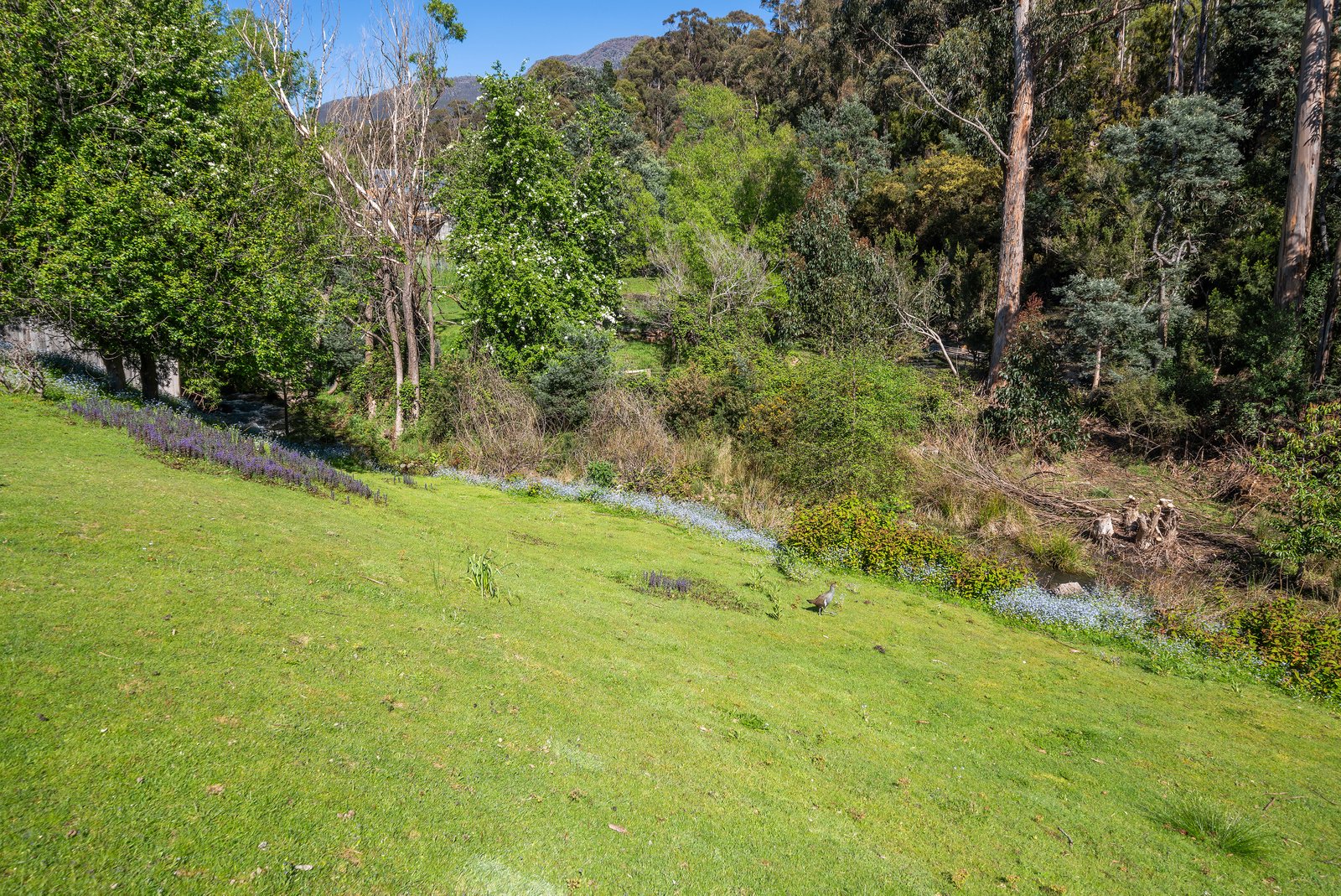 1/79 Strickland Avenue SOUTH HOBART 7