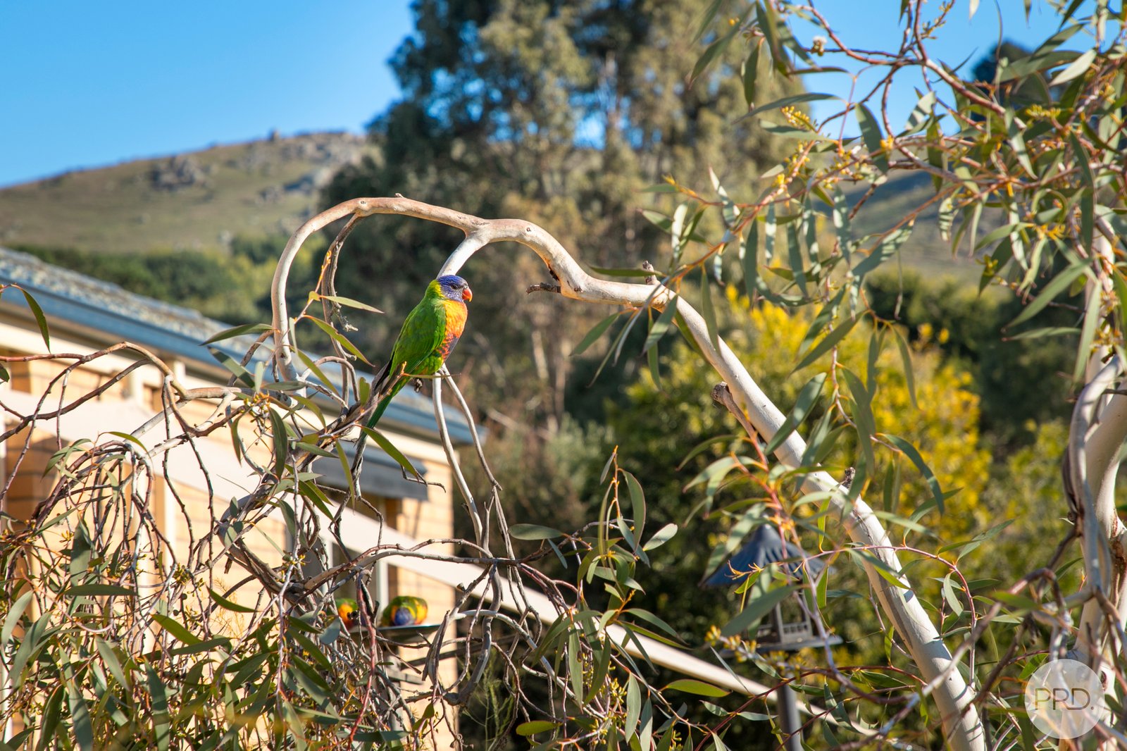 18 Kimberley Drive WAUBRA 15