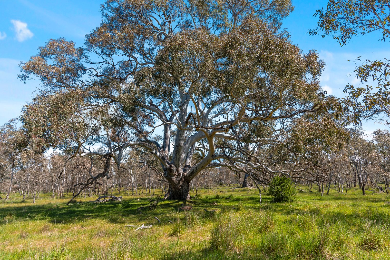 Real Estate and Property in 180 Buntings Lane, Glenhope, VIC