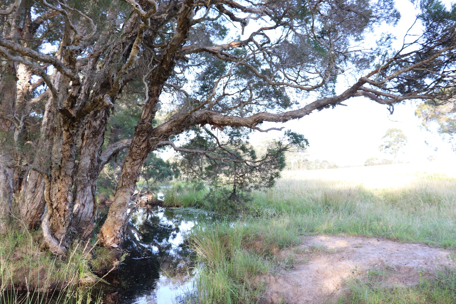 180 Wallarobba Road BROOKFIELD 9