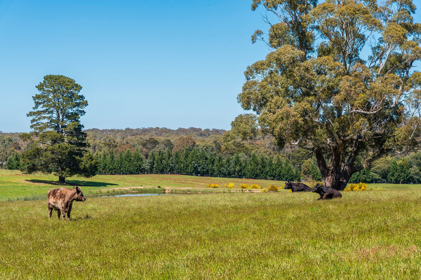 Real Estate and Property in 181 Black Forest Drive, Macedon, VIC
