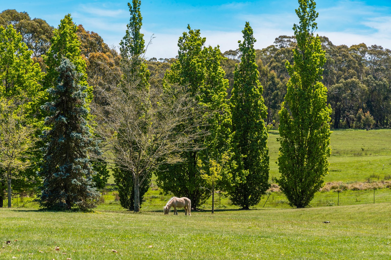 Real Estate and Property in 181 Black Forest Drive, Macedon, VIC