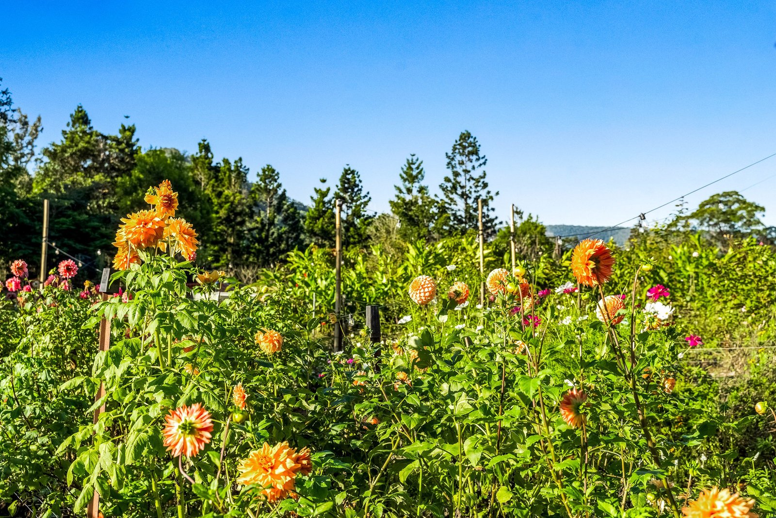 181 Lindsay Road LARNOOK 6