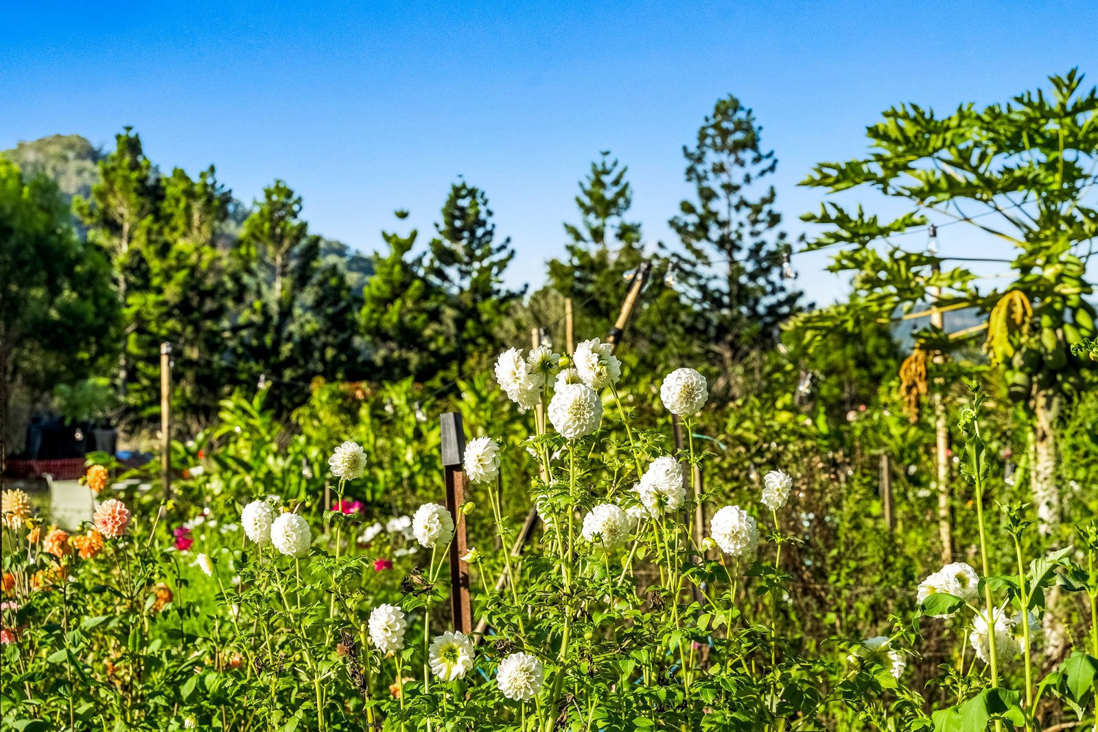 181 Lindsay Road LARNOOK 22