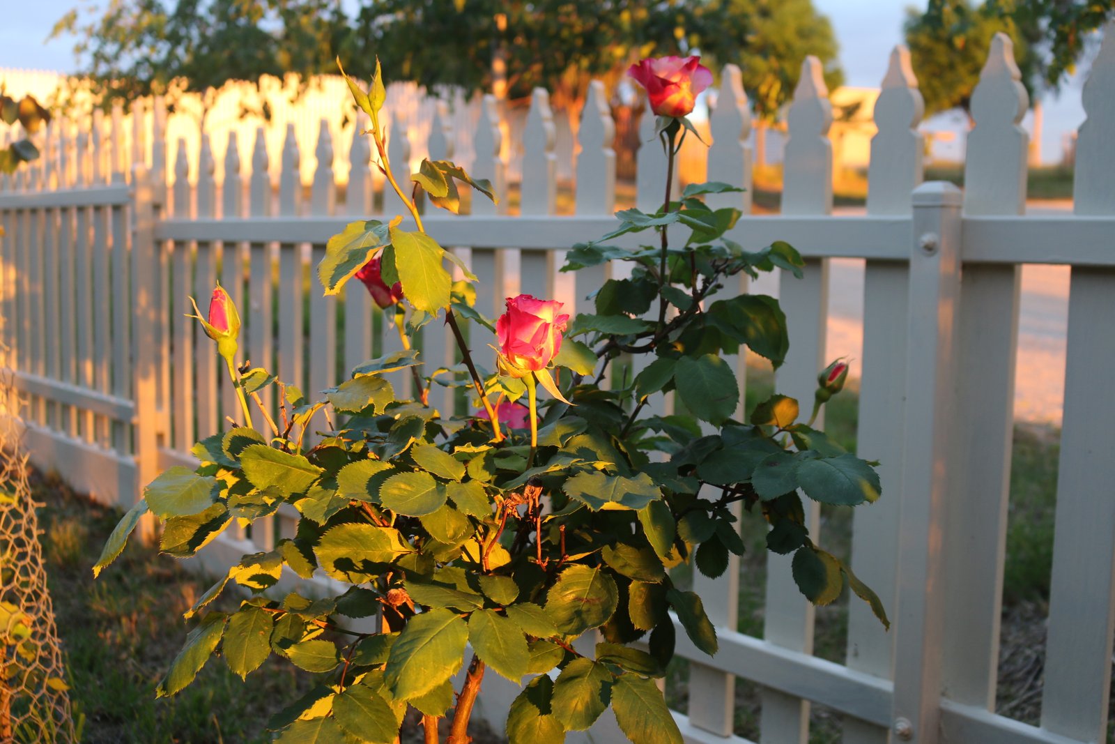 19 Kookaburra Court EPPALOCK 12