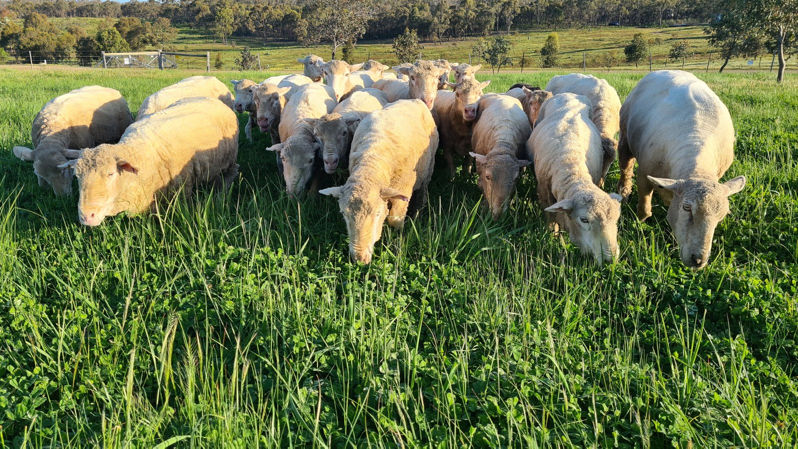 19 Kookaburra Court EPPALOCK 21