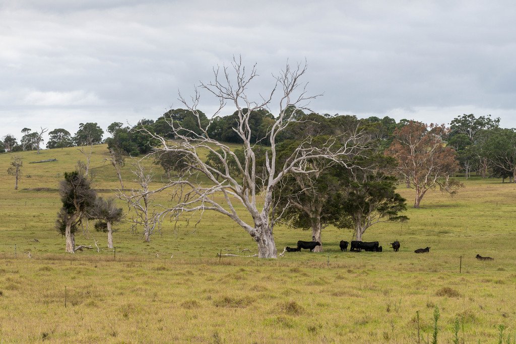 19 South Avondale Road DAPTO 16