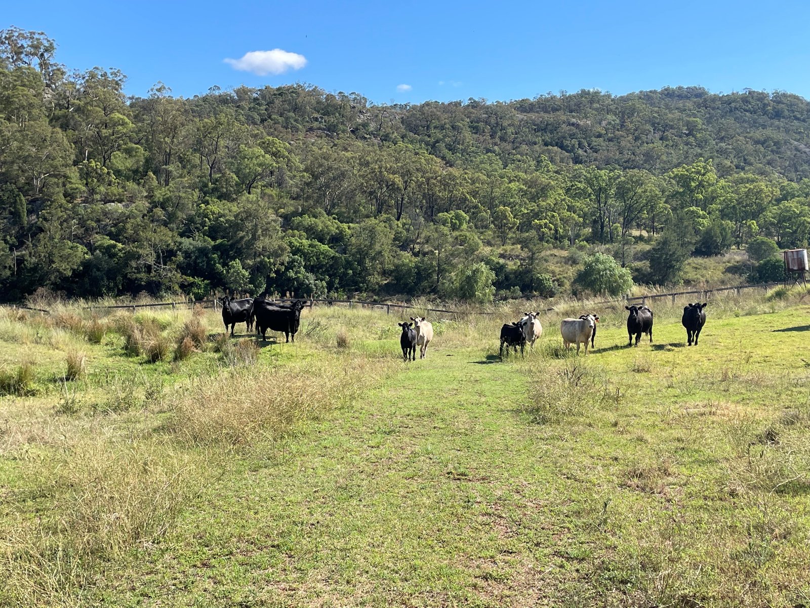 1980 Bylong Valley Way BAERAMI 9