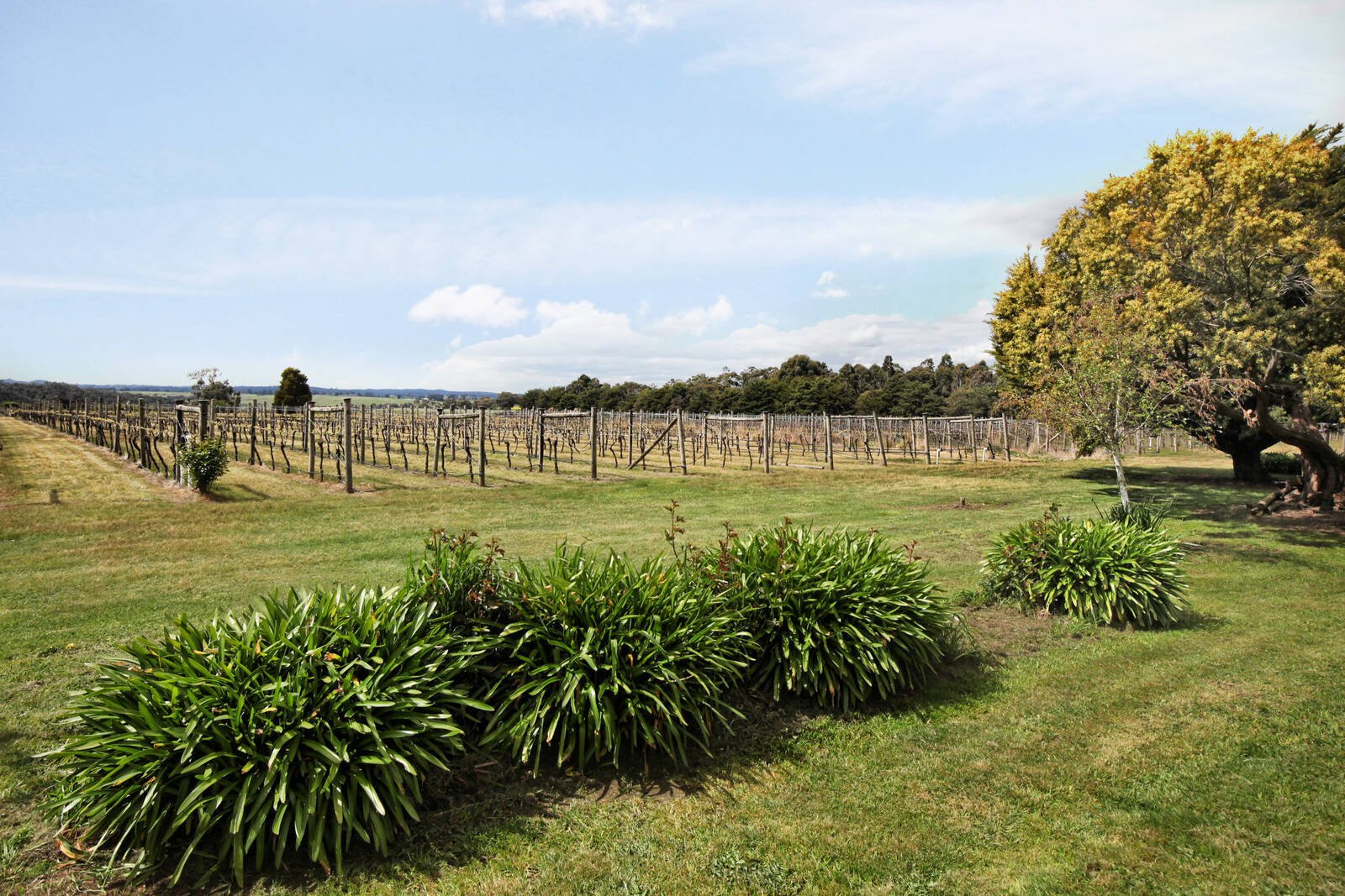 Real Estate and Property in 199 Zig Zag Road, Drummond North, VIC