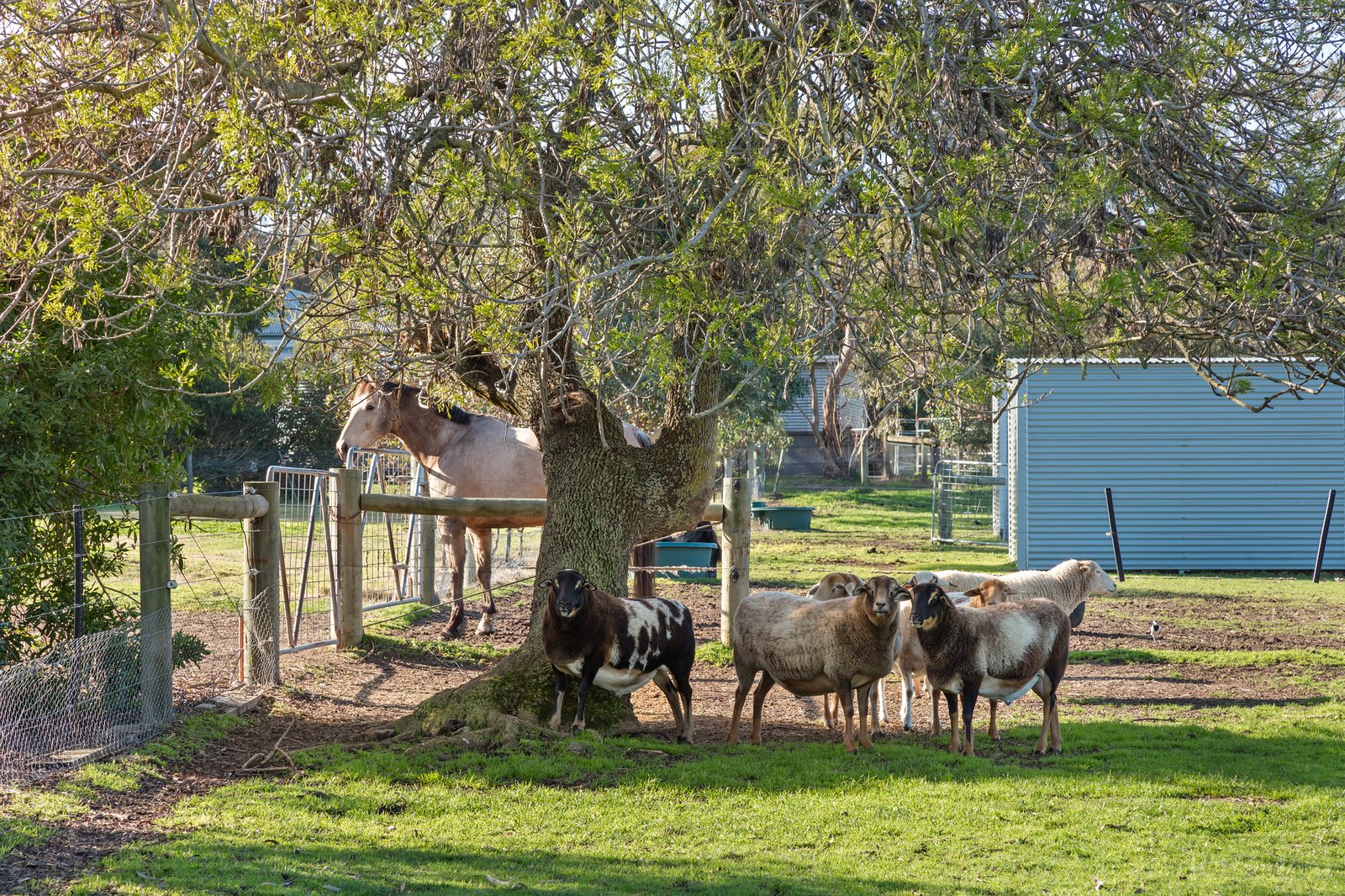 Real Estate and Property in 2-10 Pandora Court, Drysdale, VIC