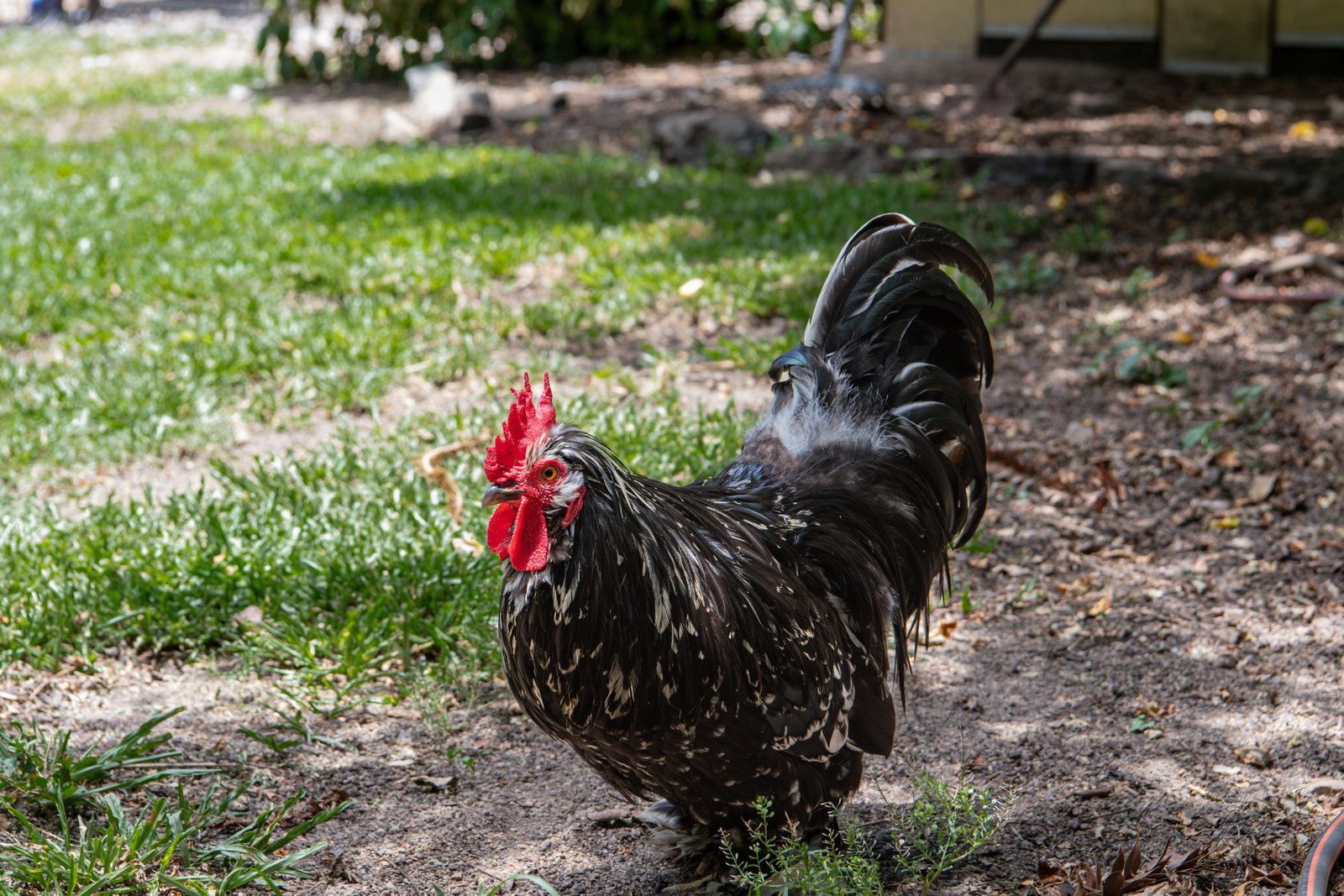 2 Frederick Street DITTMER 16