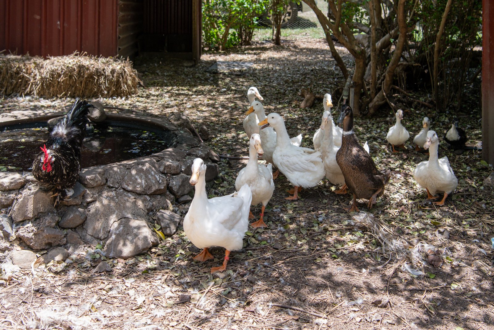 2 Frederick Street DITTMER 17