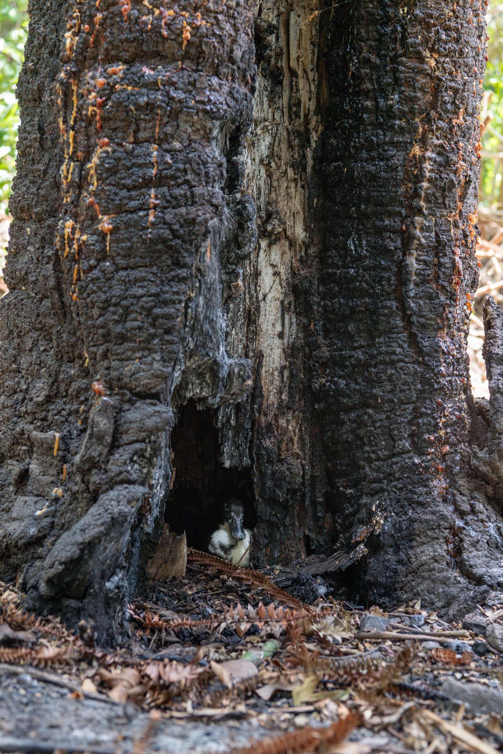 2 Frederick Street DITTMER 18