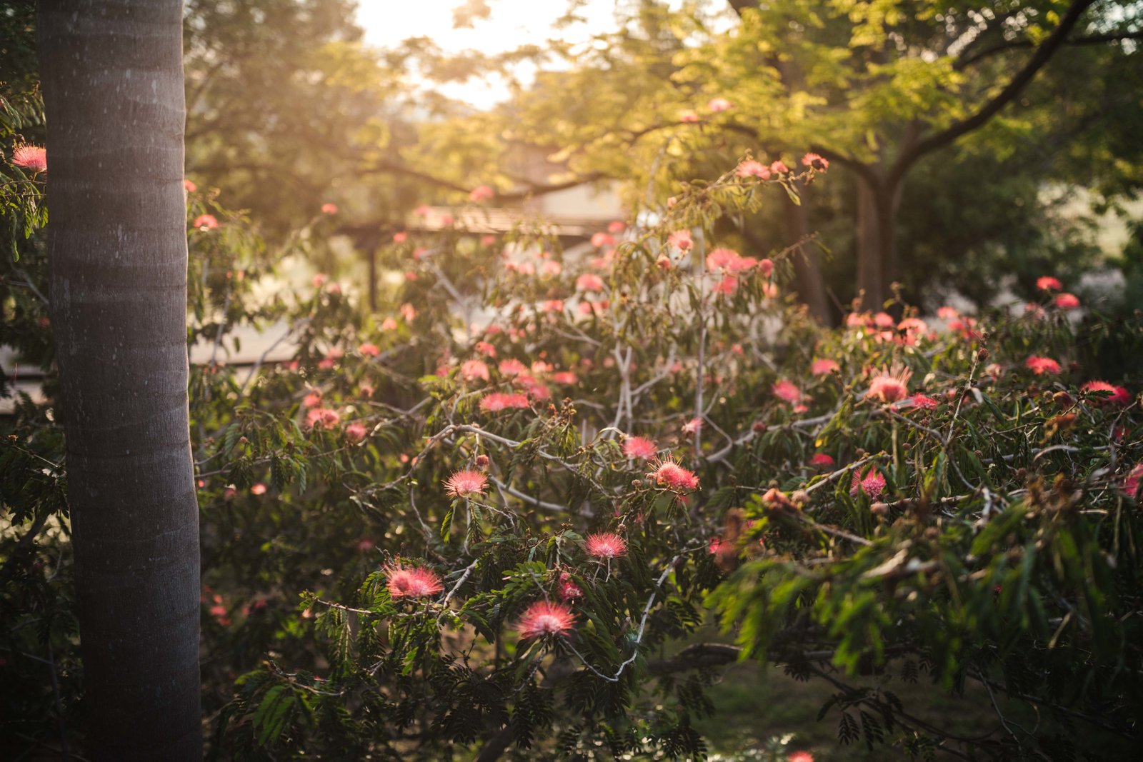 2 Gouldian Way TAMWORTH 32