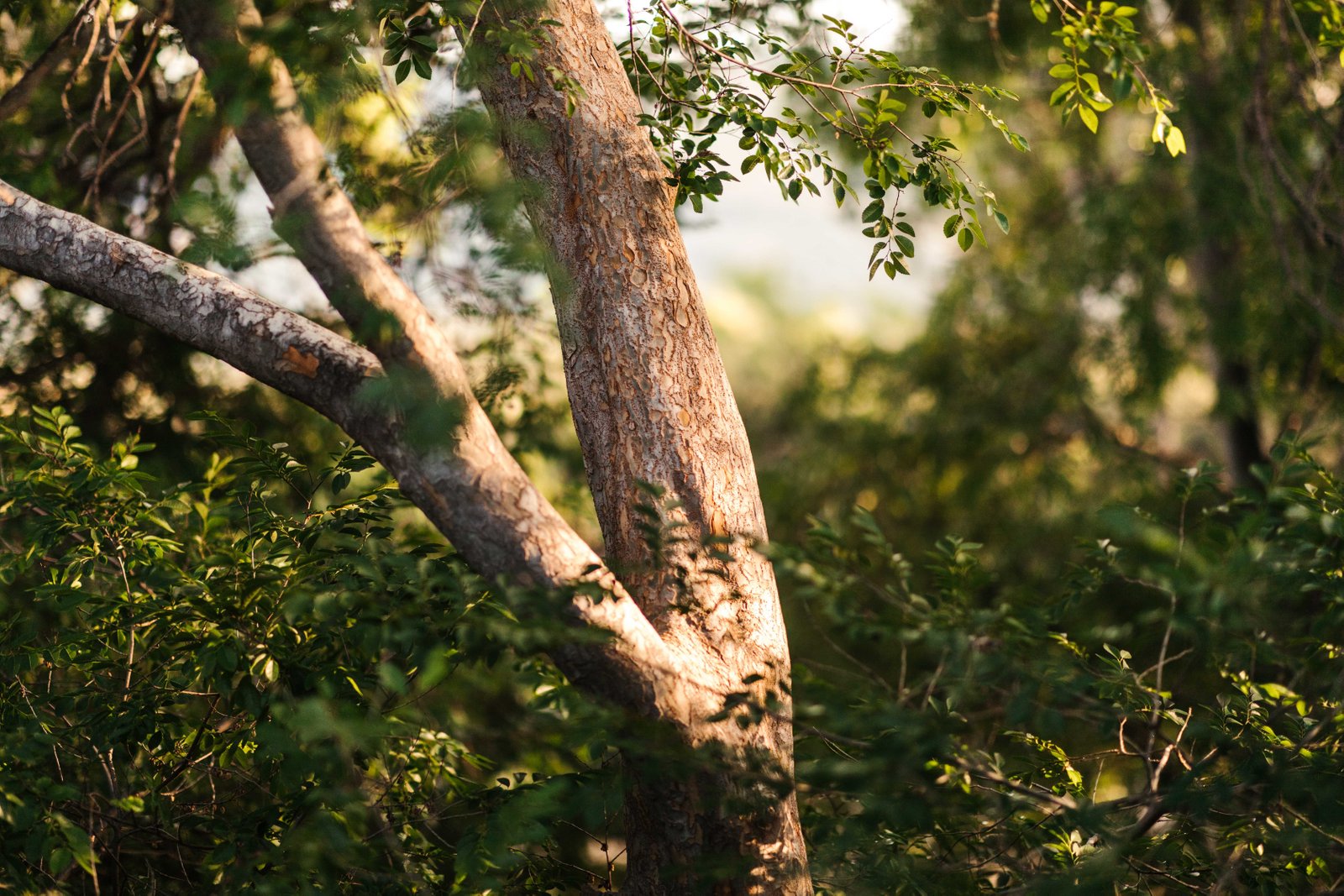 2 Gouldian Way TAMWORTH 34