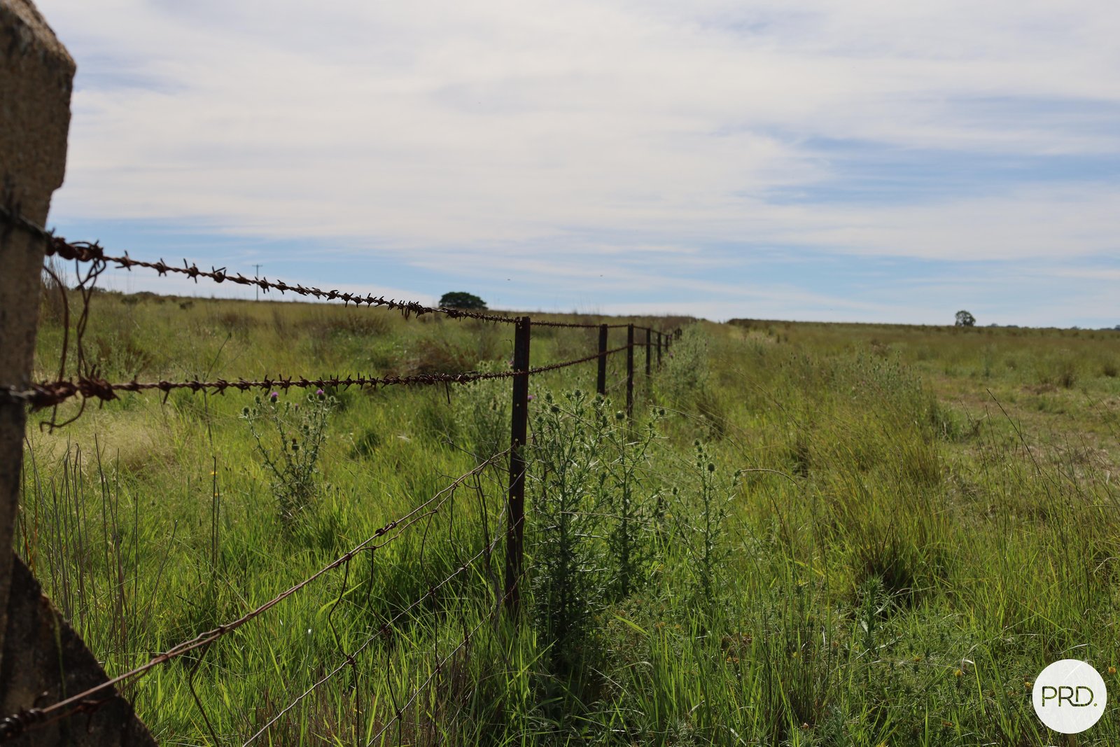 20 Burgoon Lane MOLONG 8