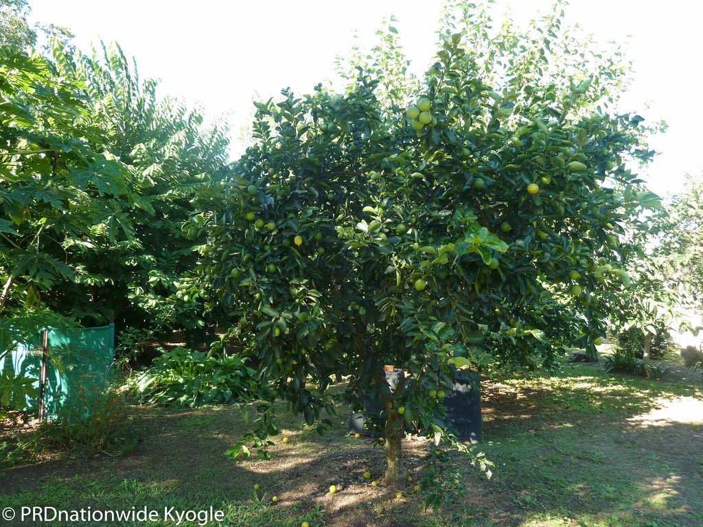 20 Saville Street KYOGLE 6