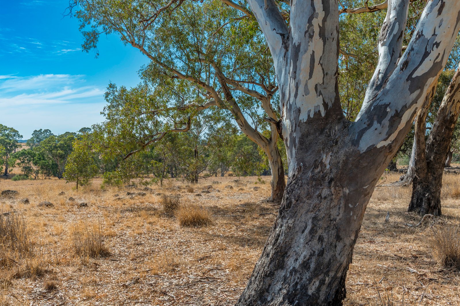 Real Estate and Property in 200 Campbells Road, Redesdale, VIC