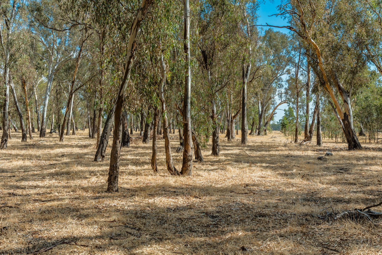 Real Estate and Property in 200 Campbells Road, Redesdale, VIC