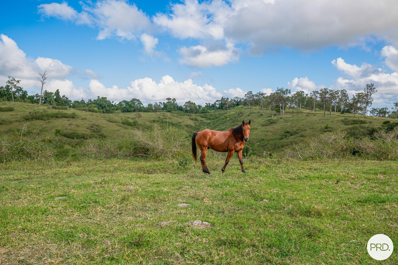 206 Frank Hoey Road SARINA RANGE 2