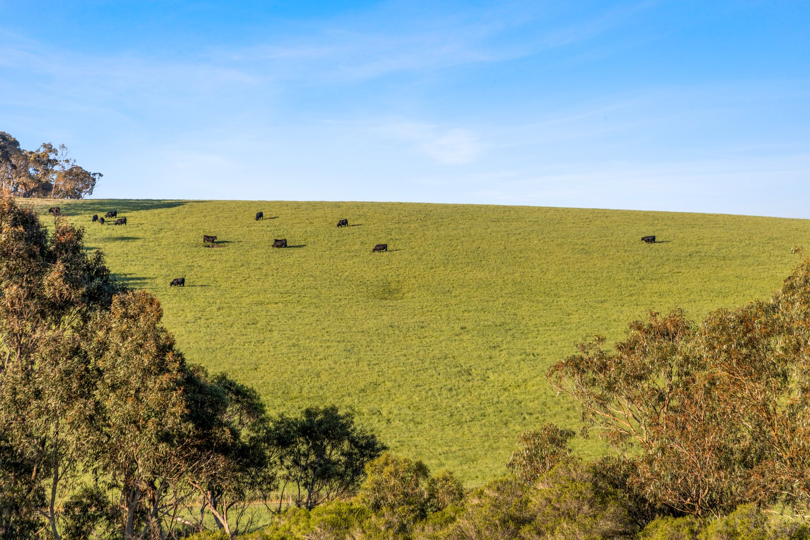 Real Estate and Property in 2087-2089 Portarlington Road, Drysdale, VIC