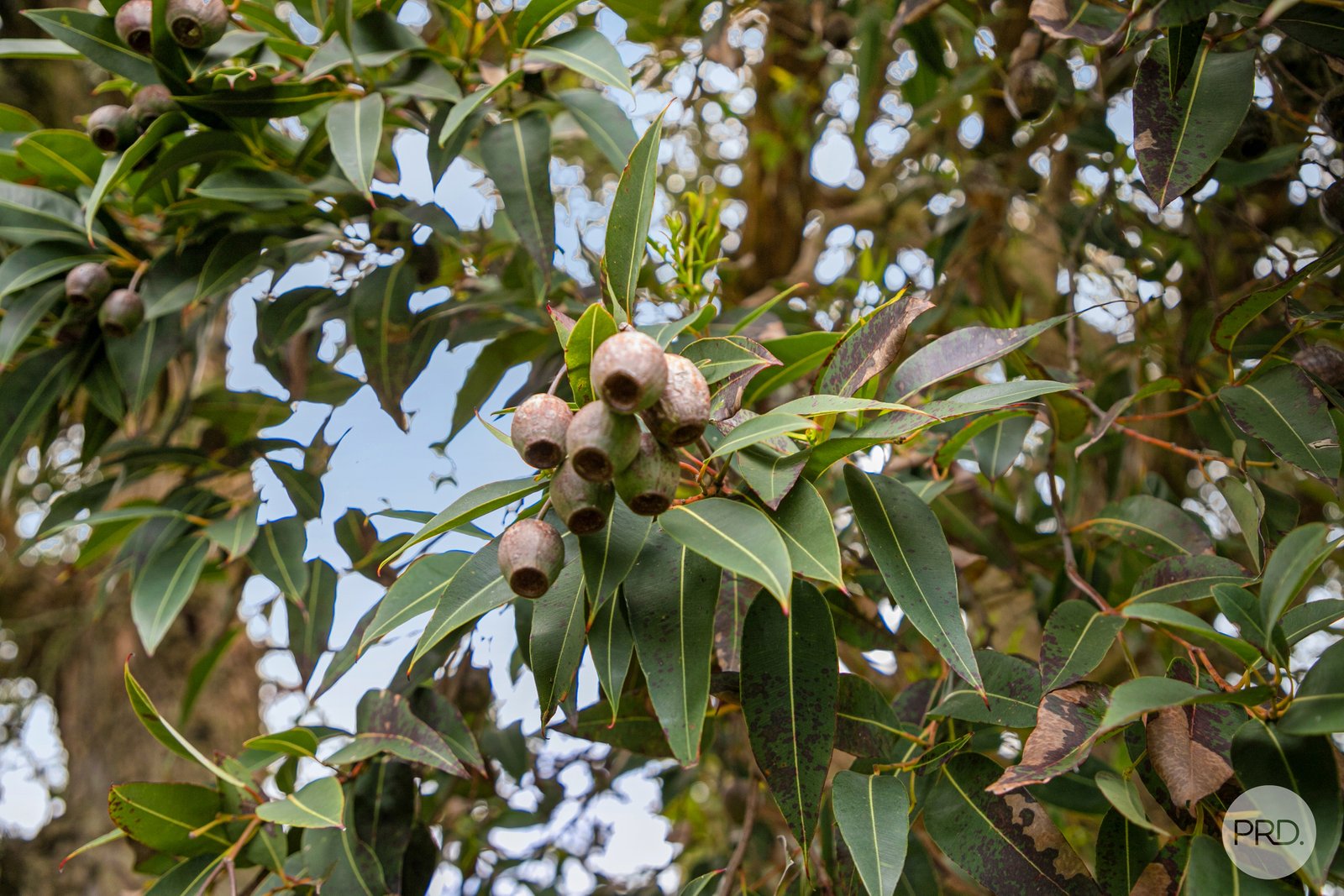 21 Lake Street WENDOUREE 31